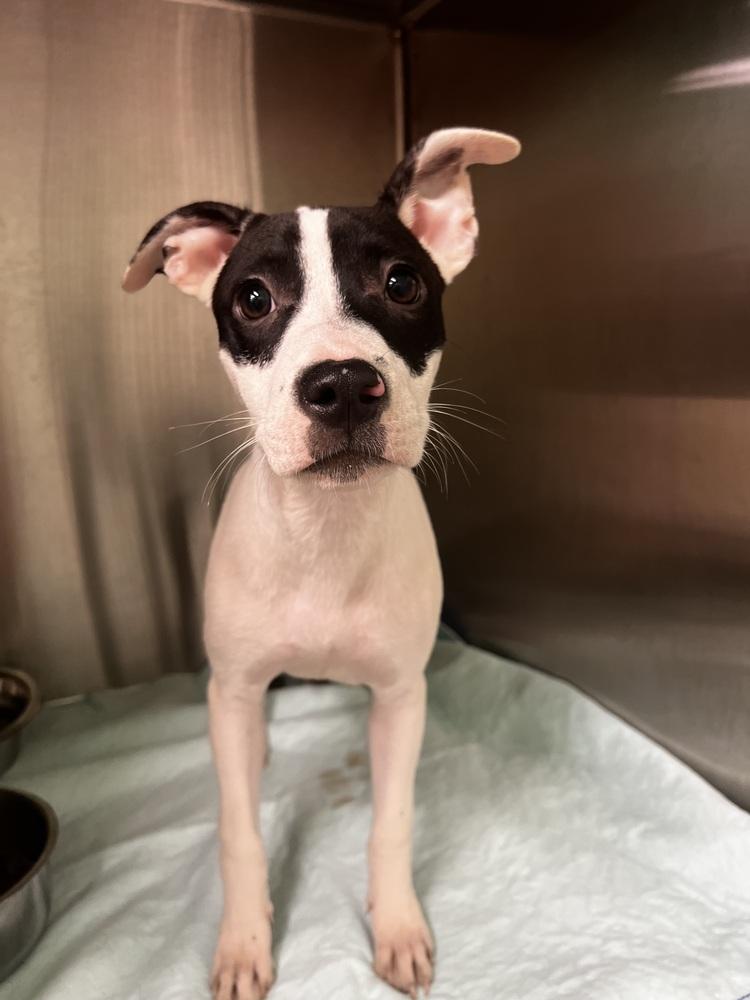 Lexi - 25257, a Adoptable mixed breed in Armonk, NY image 2/4