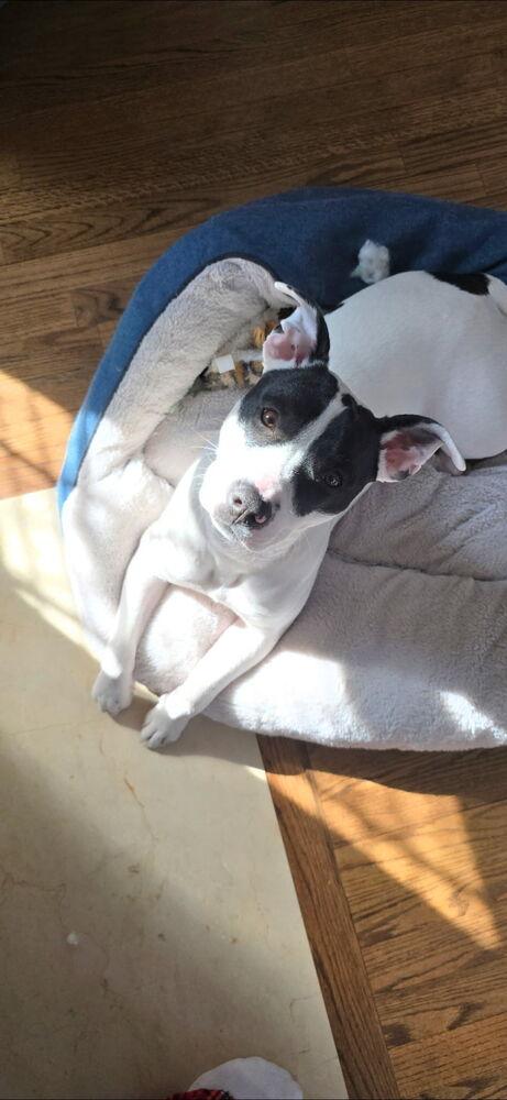 Lexi - 25257, a Adoptable mixed breed in Armonk, NY image 3/4