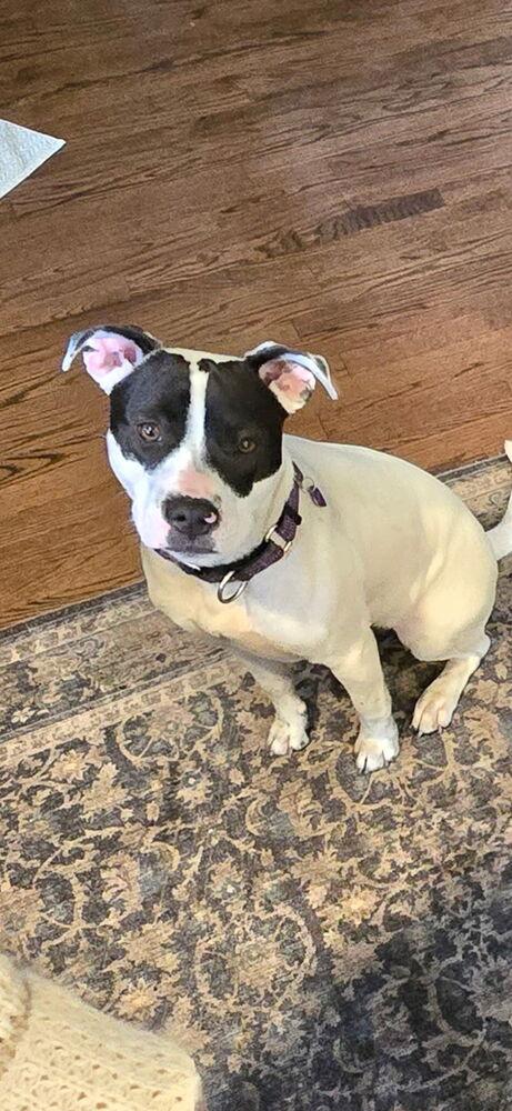 Lexi - 25257, a Adoptable mixed breed in Armonk, NY image 4/4