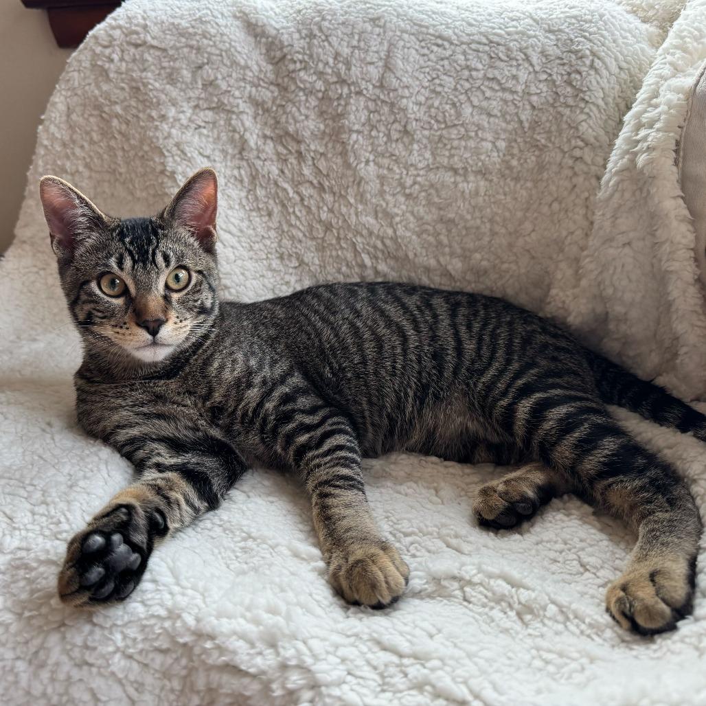 Enlarge Jasper (k2025), a Adoptable Domestic Short Hair in Skokie, IL image 1/4