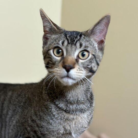 Enlarge Jasper (k2025), a Adoptable Domestic Short Hair in Skokie, IL image 2/4