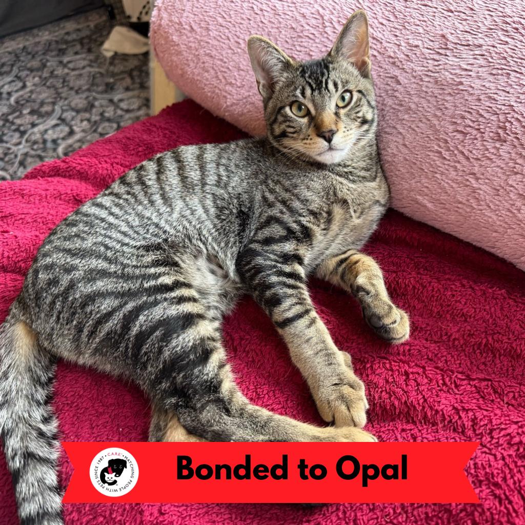 Enlarge Jasper (k2025), a Adoptable Domestic Short Hair in Skokie, IL image 3/4