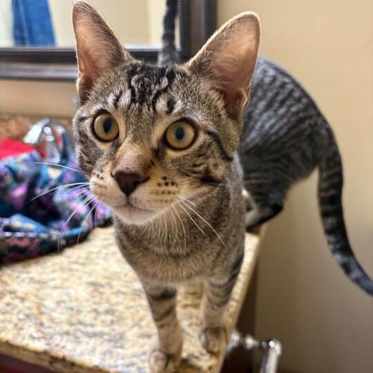 Enlarge Jasper (k2025), a Adoptable Domestic Short Hair in Skokie, IL image 4/4
