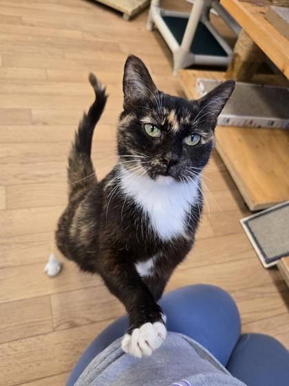 Enlarge Morgan, a Adoptable Domestic Short Hair in Woodstock, IL image 3/5