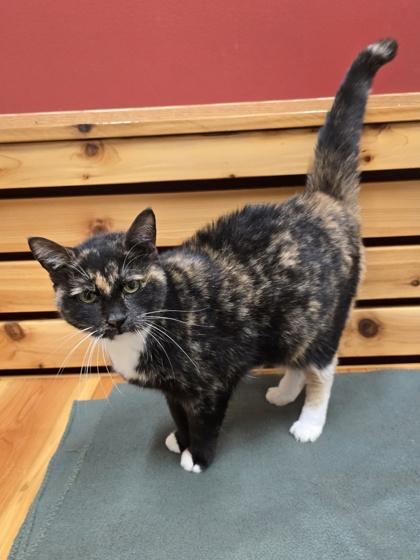 Enlarge Morgan, a Adoptable Domestic Short Hair in Woodstock, IL image 3/4