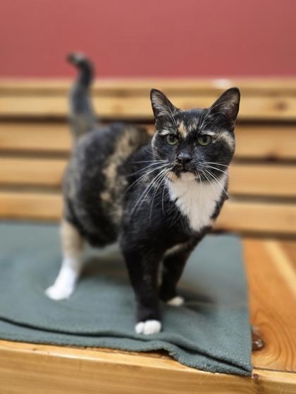 Enlarge Morgan, a Adoptable Domestic Short Hair in Woodstock, IL image 1/4