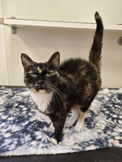 Enlarge Morgan, a Adoptable Domestic Short Hair in Woodstock, IL image 4/5