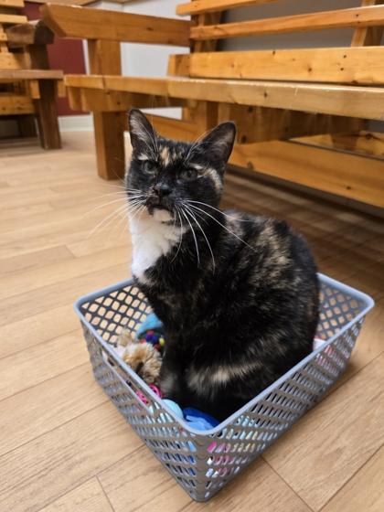 Enlarge Morgan, a Adoptable Domestic Short Hair in Woodstock, IL image 1/5