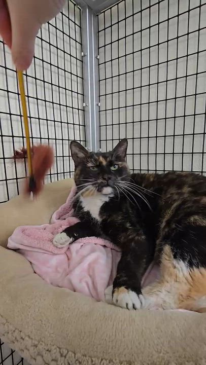 Enlarge Morgan, a Adoptable Domestic Short Hair in Woodstock, IL video 2/5