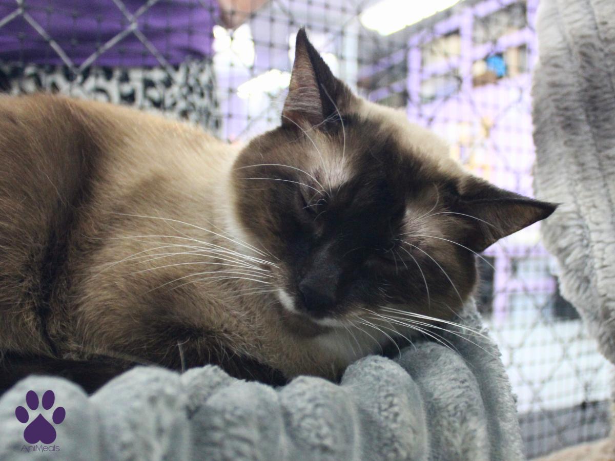 Shaggi, a ADOPTABLE Siamese in Missoula, MT image 3/4