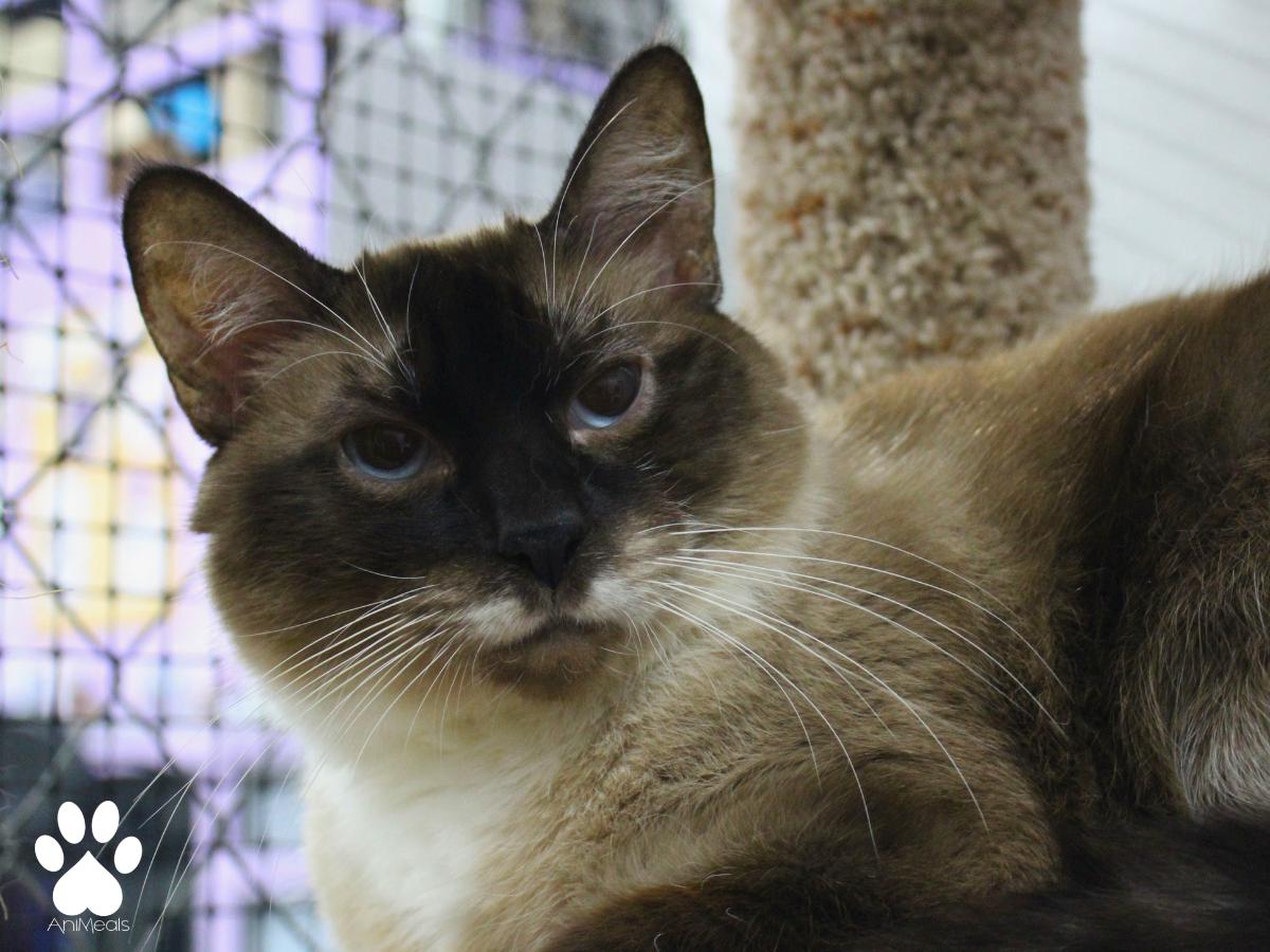 Shaggi, a ADOPTABLE Siamese in Missoula, MT image 2/4