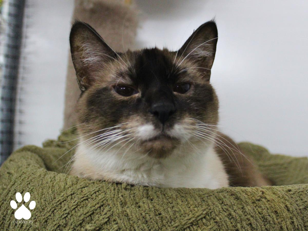 Shaggi, ADOPTABLE, Adult Male Siamese.