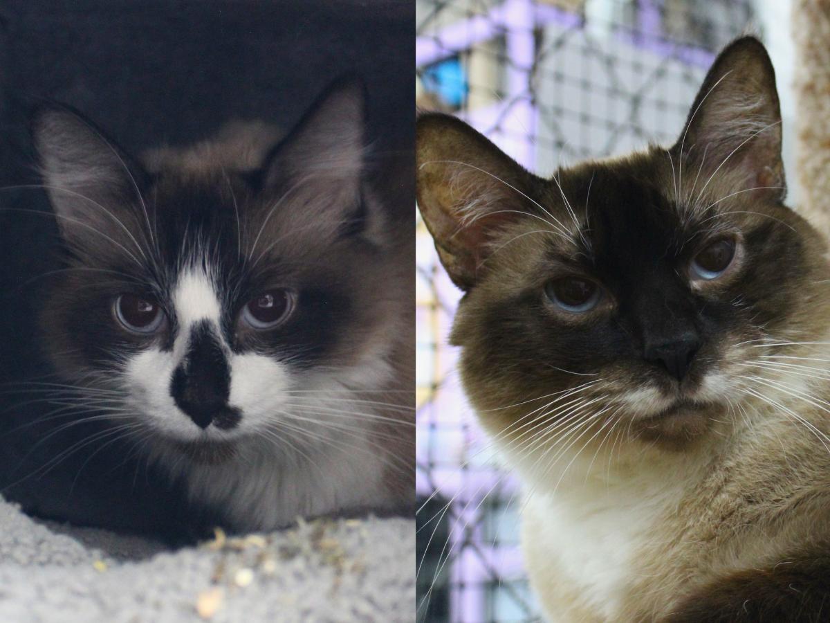 Shaggi, a ADOPTABLE Siamese in Missoula, MT image 4/4