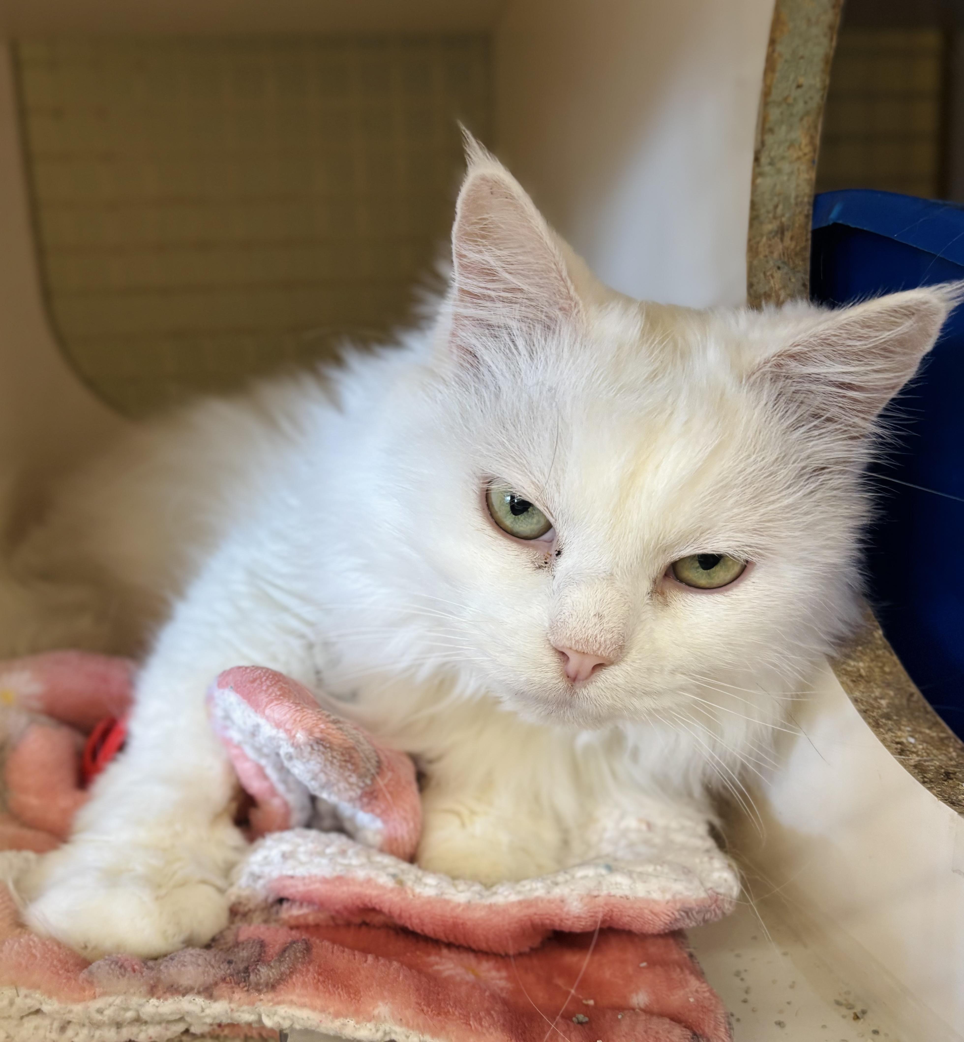 Moon Pie & Batman thumbnail 3