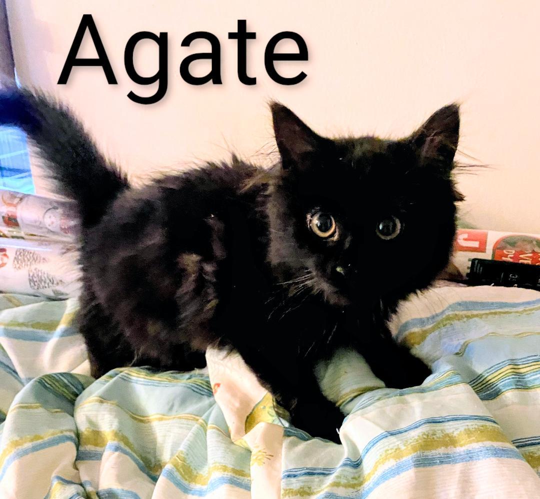 Enlarge Agate, a Adopted Domestic Short Hair in Binghamton, NY image 1/1
