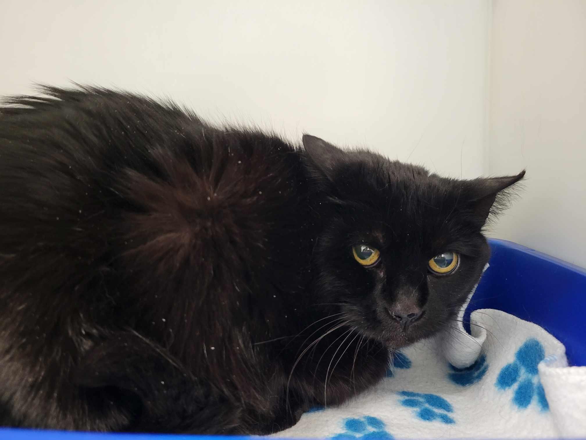 Enlarge Sureau, a Adoptable Domestic Short Hair in Delson, QC image 1/1