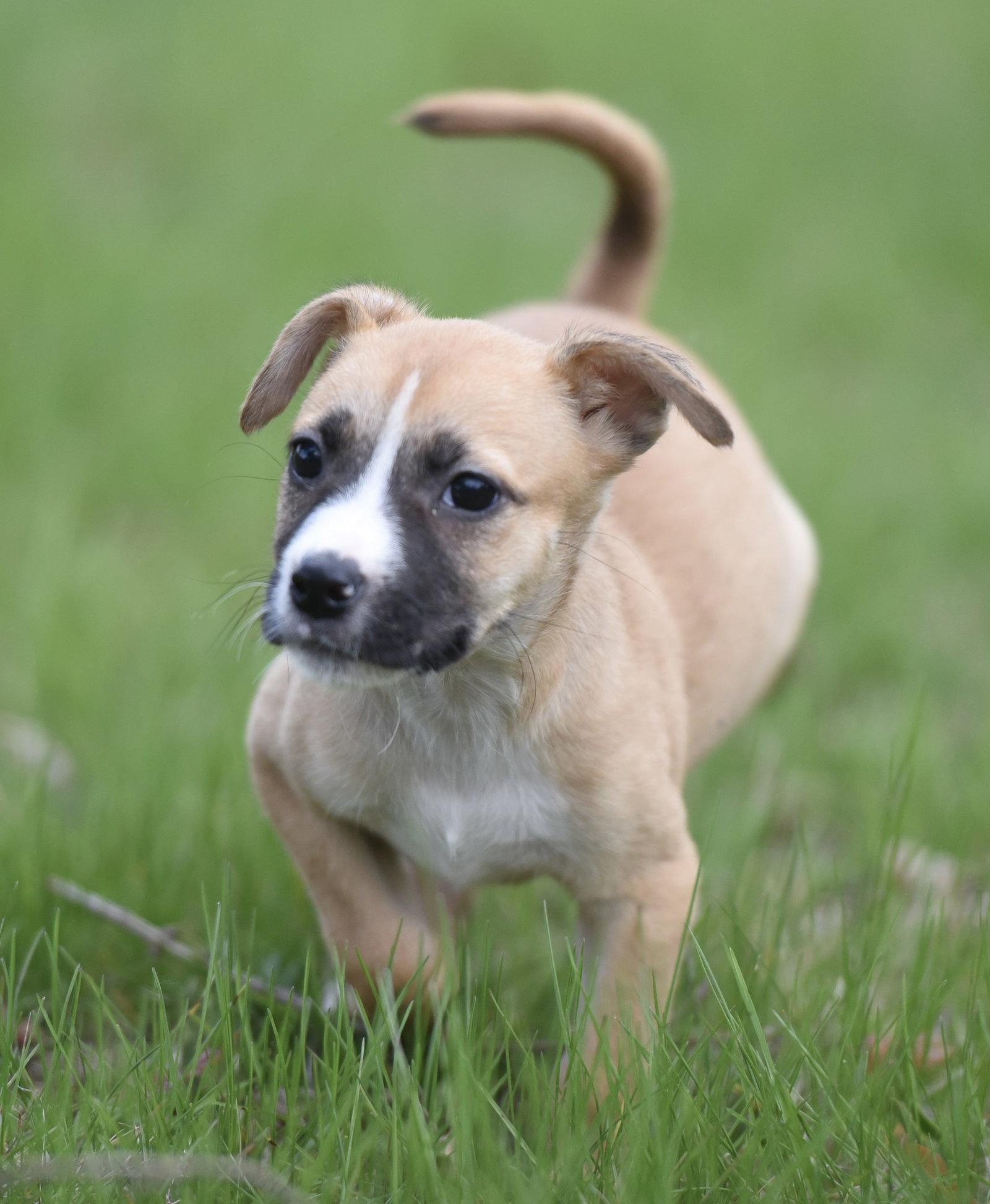 Brynlee, Adoptable, Puppy Female Chihuahua & Terrier.