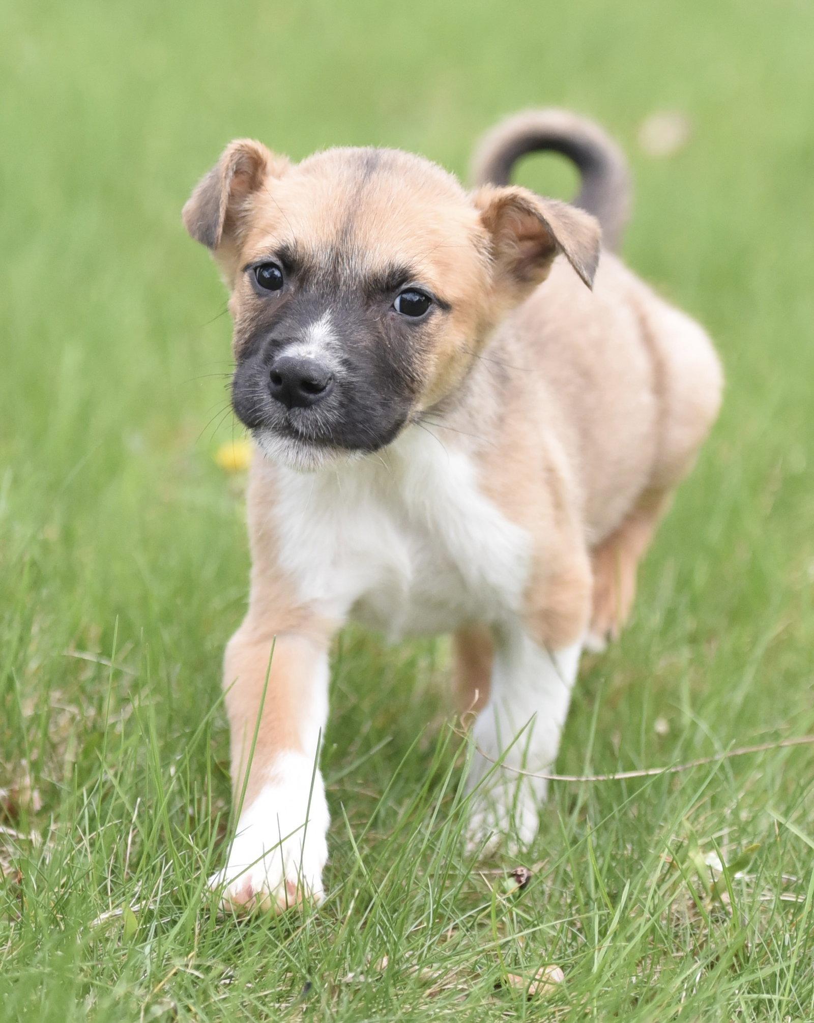 Enlarge Brynlee, a Adoptable mixed breed in Mechanicsburg, PA image 2/3
