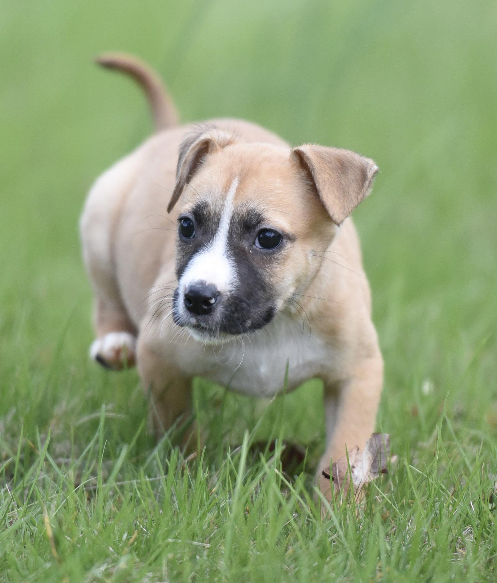 Enlarge Brynlee, a Adoptable mixed breed in Mechanicsburg, PA image 3/3