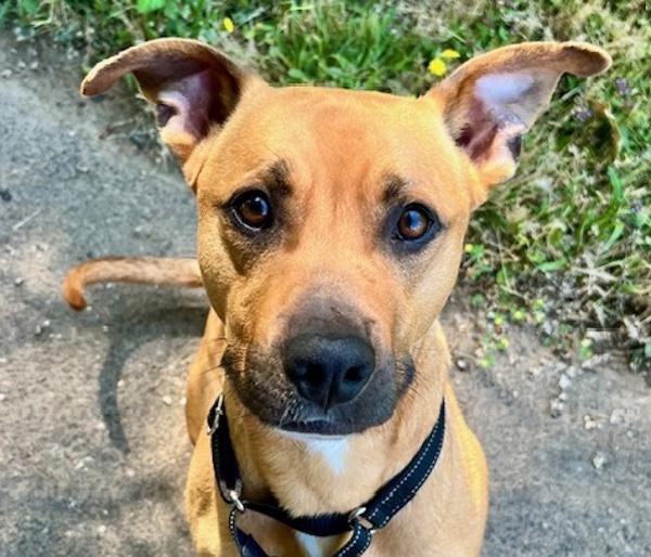 Chico, Adoptable, Adult Male Mixed Breed.