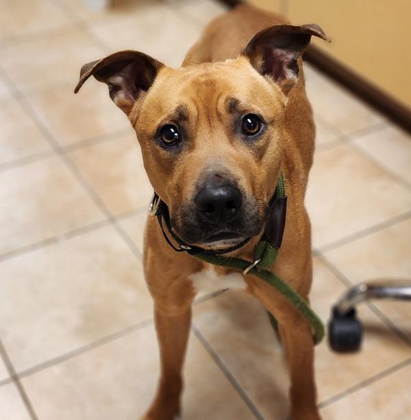 Enlarge Chico, a Adoptable mixed breed in Troutdale, OR image 2/6