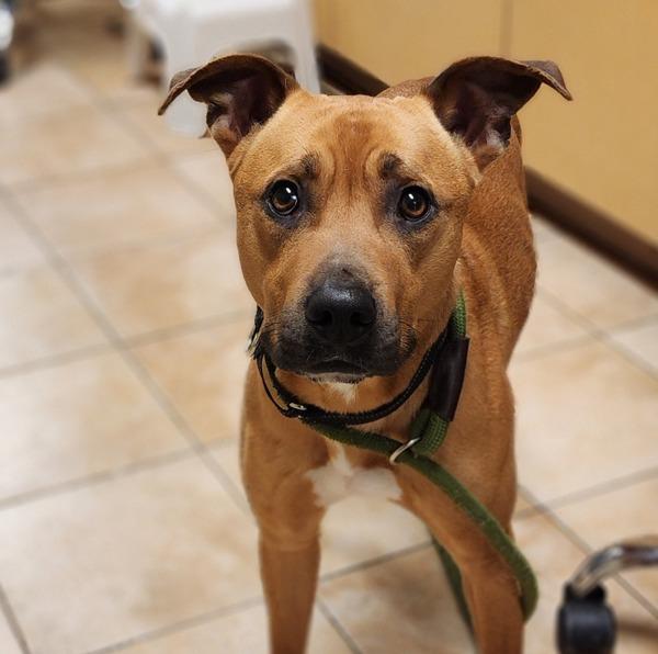 Enlarge Chico, a Adoptable mixed breed in Troutdale, OR image 3/6
