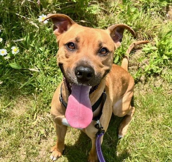 Enlarge Chico, a Adoptable mixed breed in Troutdale, OR image 4/6
