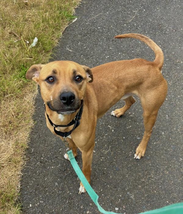 Enlarge Chico, a Adoptable mixed breed in Troutdale, OR image 5/6