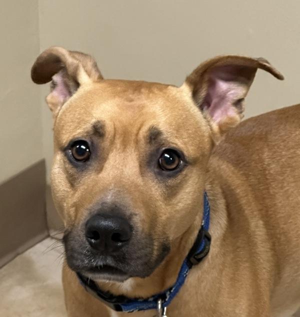 Enlarge Chico, a Adoptable mixed breed in Troutdale, OR image 6/6