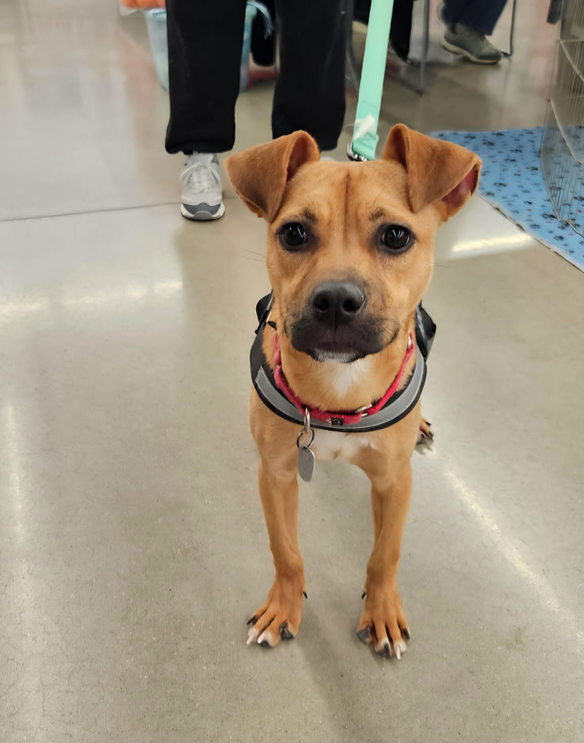 Enlarge Cookie, a Adoptable mixed breed in Kirksville, MO image 1/3