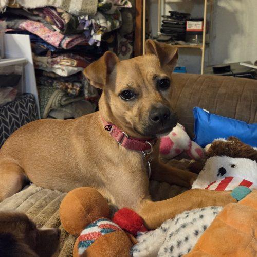 Cookie, Adoptable, Young Female Miniature Pinscher & Boxer.