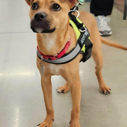 Enlarge Cookie, a Adoptable mixed breed in Kirksville, MO image 3/3