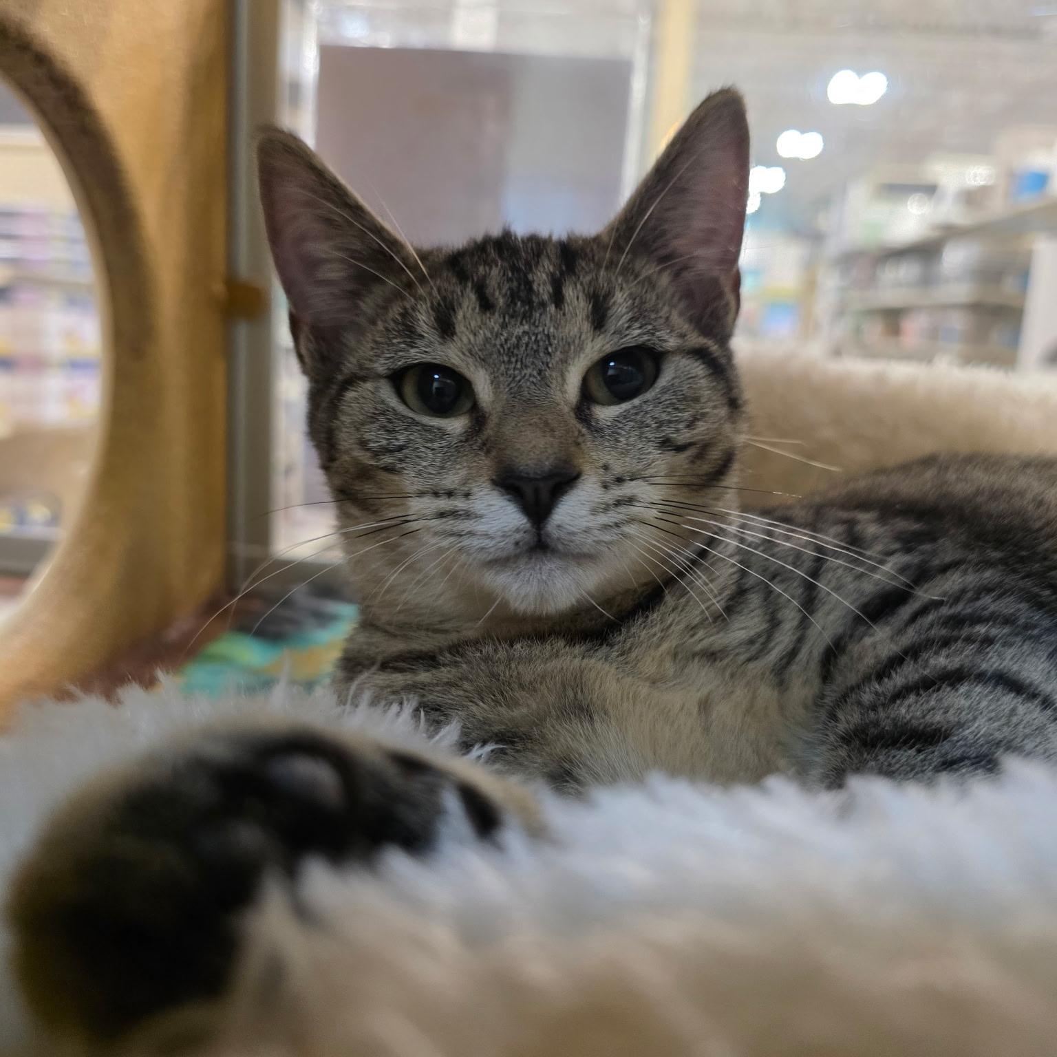 Eshe, Adopted, Kitten Female Domestic Short Hair.