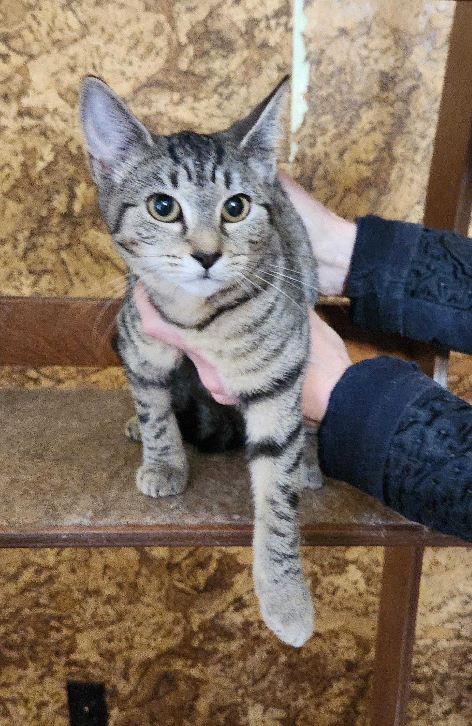 Enlarge Eshe, a Adopted Domestic Short Hair in Albany, NY image 2/2
