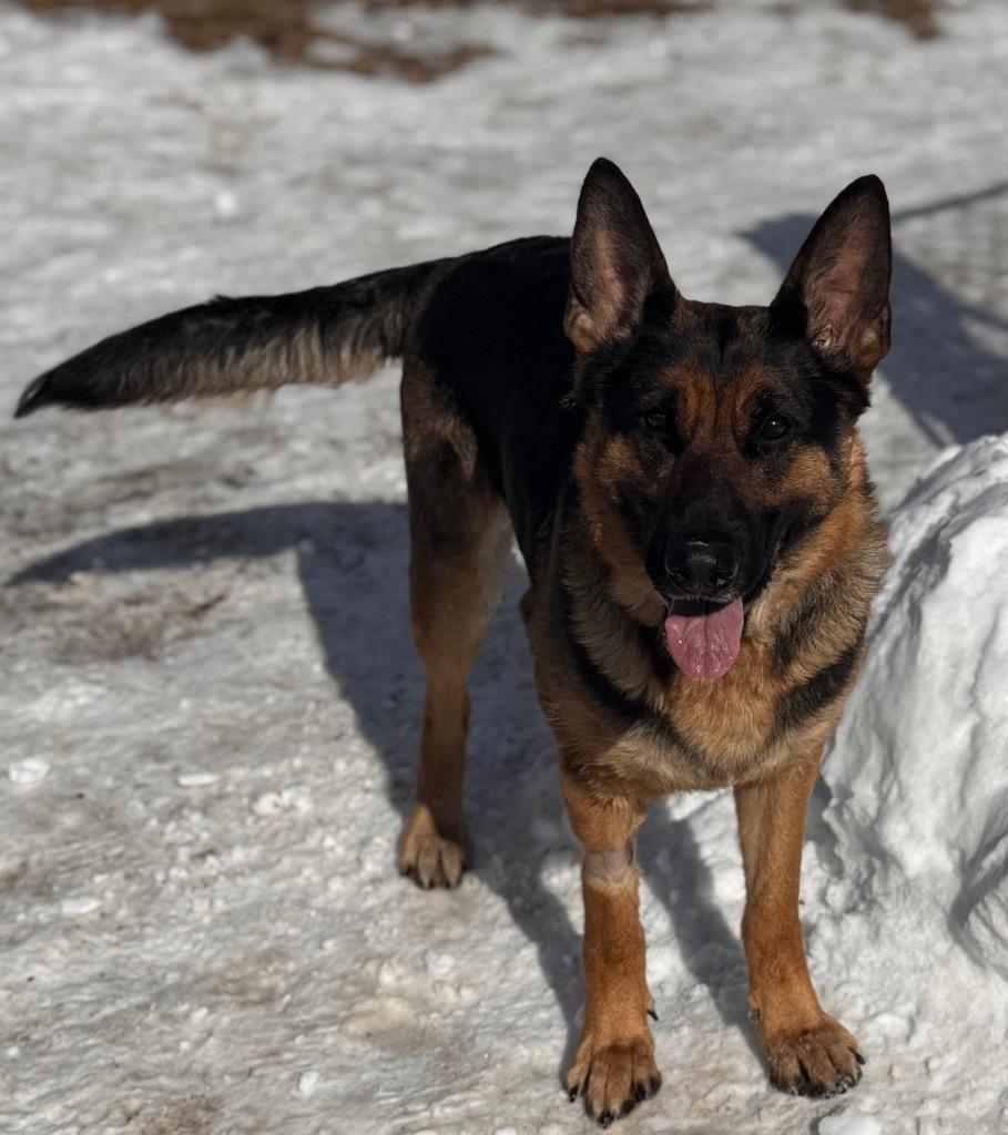 Nora, Adoptable, Young Female German Shepherd Dog.