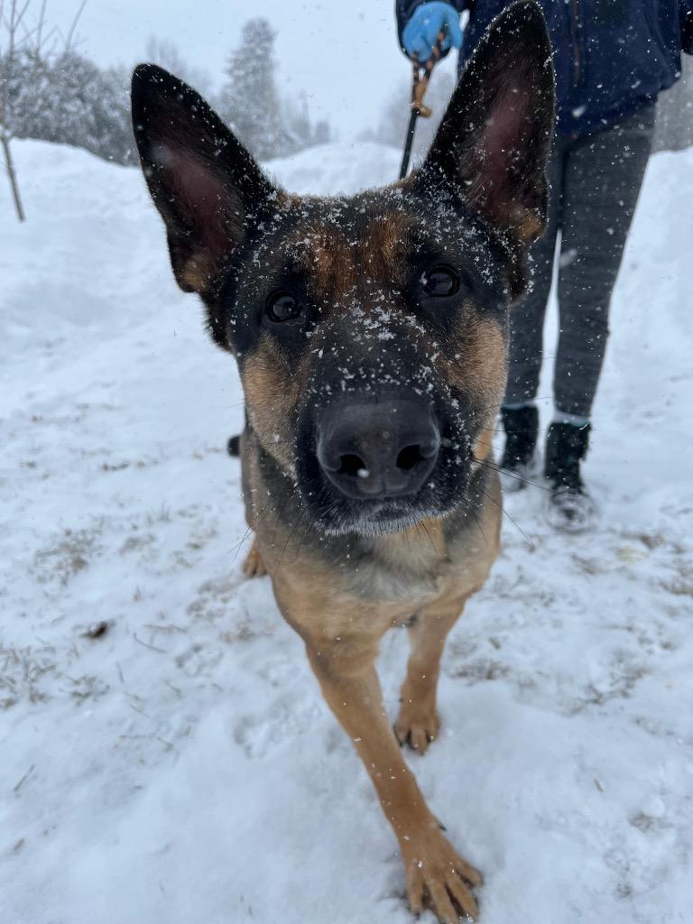 Enlarge Nora, a Adoptable German Shepherd Dog in Peru, NY image 3/3