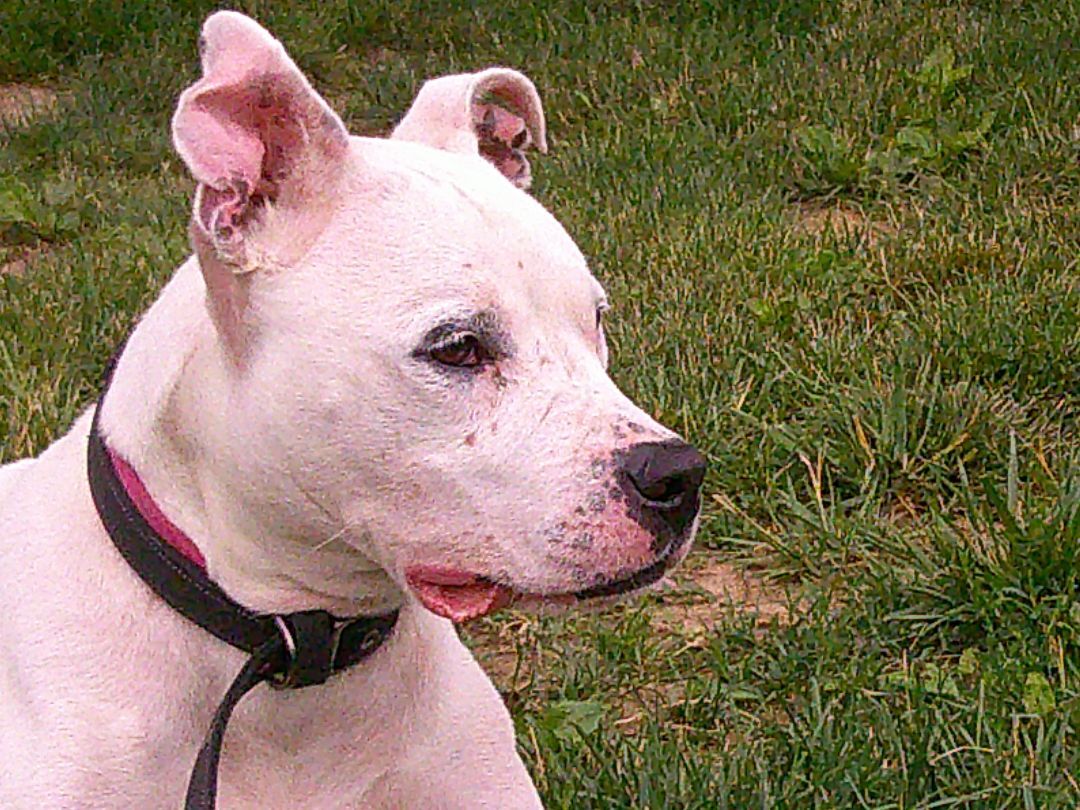 Maisy, Adoptable, Adult Female Pit Bull Terrier.
