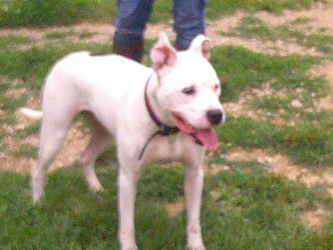 Maisy, a Adoptable mixed breed in Osgood, IN image 2/10