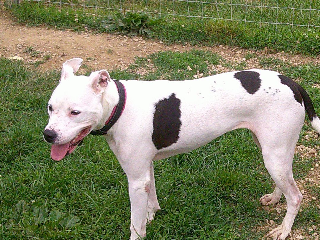 Maisy, a Adoptable mixed breed in Osgood, IN image 3/10