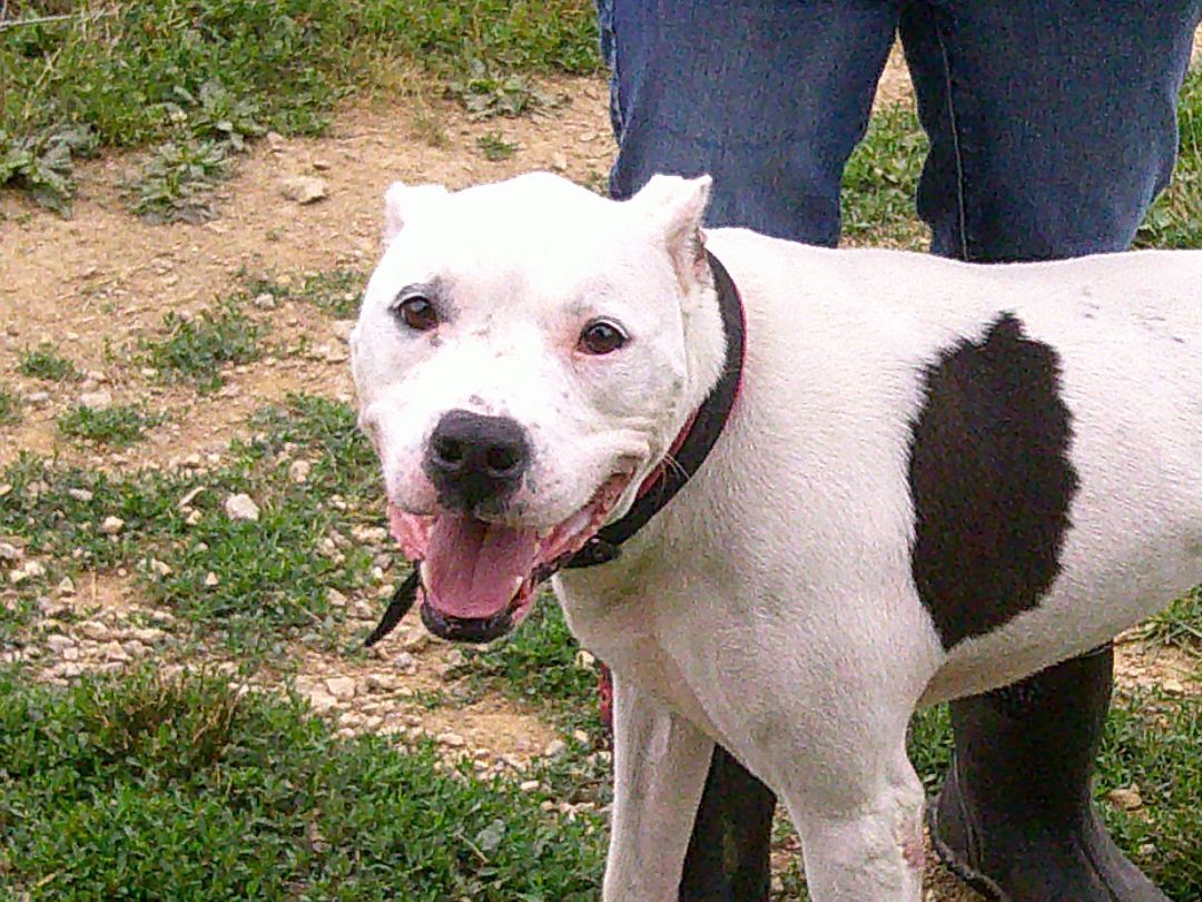 Maisy, a Adoptable mixed breed in Osgood, IN image 4/10