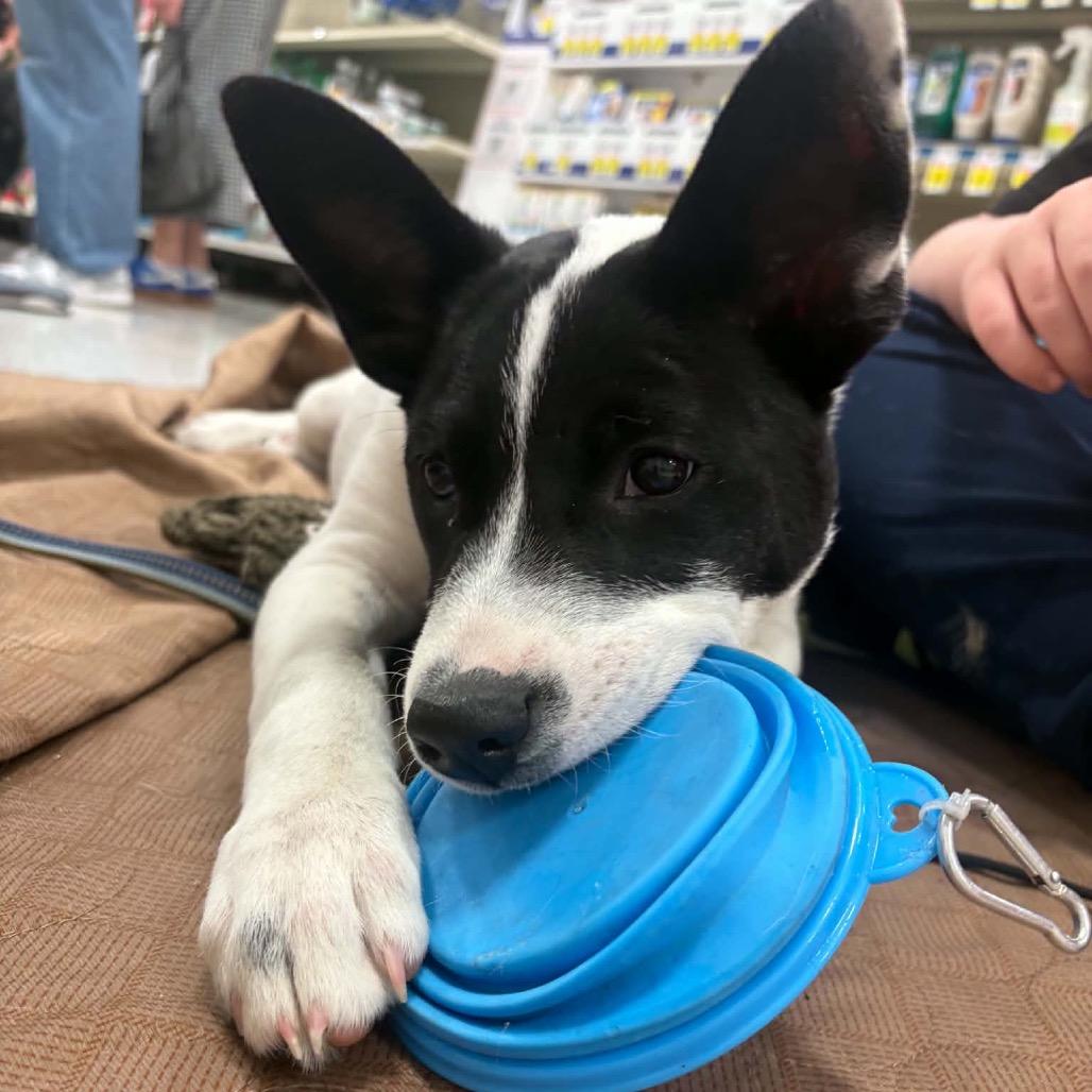 Moss, Adoptable, Puppy Male Mixed Breed.
