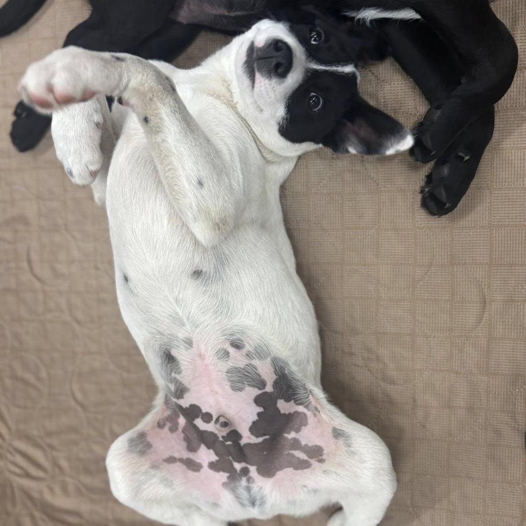 Enlarge Moss, a Adoptable Mixed Breed in Saint Paul, MN image 2/6