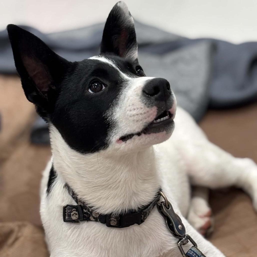 Enlarge Moss, a Adoptable Mixed Breed in Saint Paul, MN image 3/6