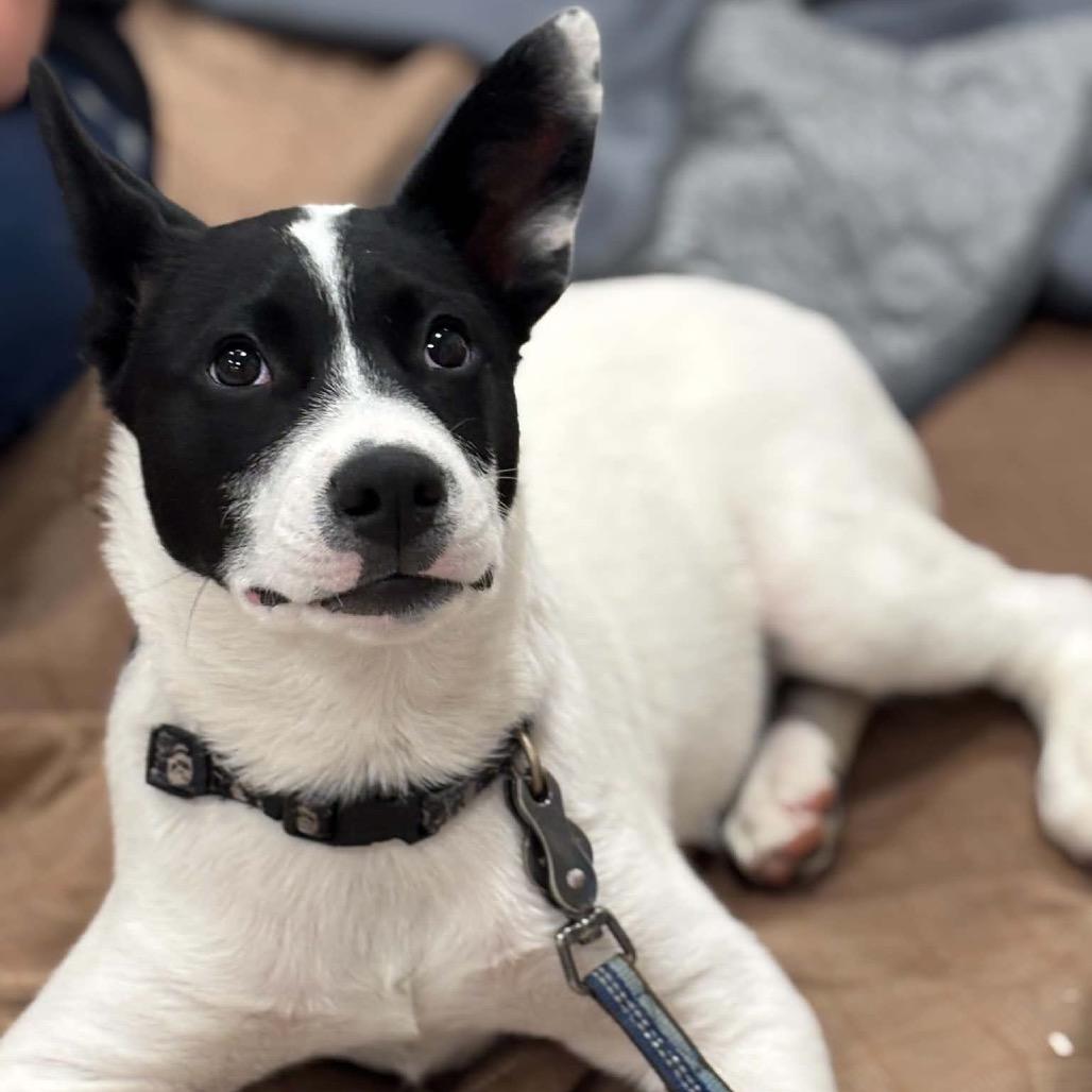 Enlarge Moss, a Adoptable Mixed Breed in Saint Paul, MN image 5/6