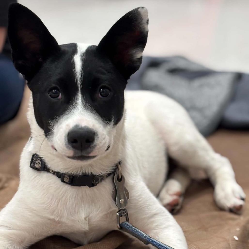 Enlarge Moss, a Adoptable Mixed Breed in Saint Paul, MN image 6/6