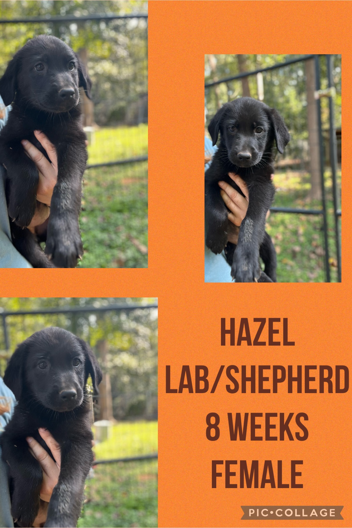 Dog for adoption Hazel, a Labrador Retriever & German Shepherd Dog