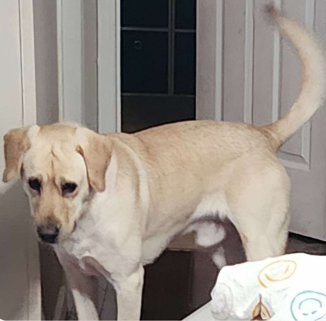 Dog for adoption Hazel, a Labrador Retriever & German Shepherd Dog