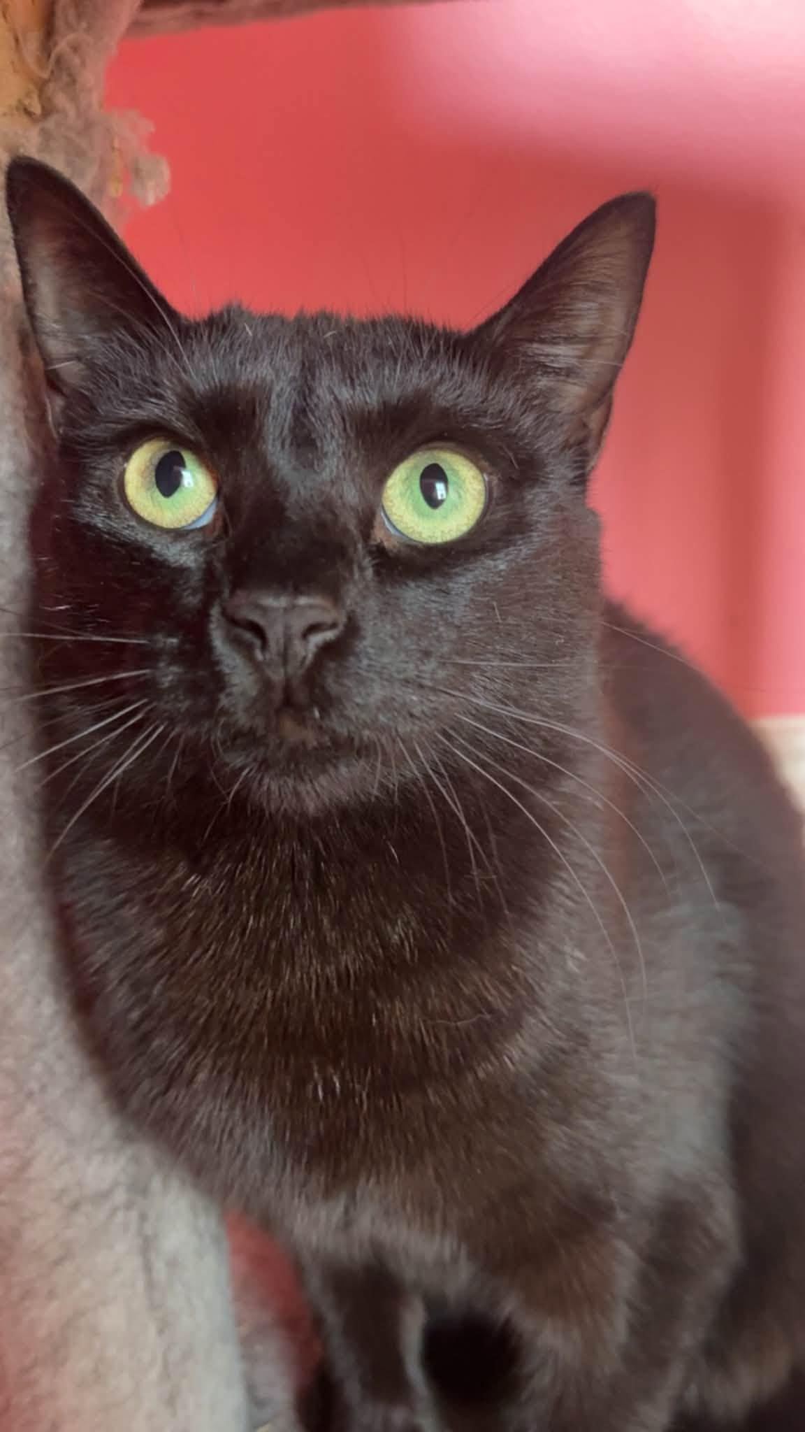 Enlarge Tatiana, a Adoptable Domestic Short Hair in Spencerville, ON image 1/3