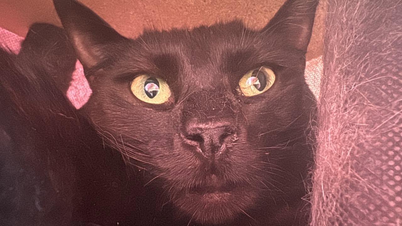 Enlarge Tatiana, a Adoptable Domestic Short Hair in Spencerville, ON image 2/3