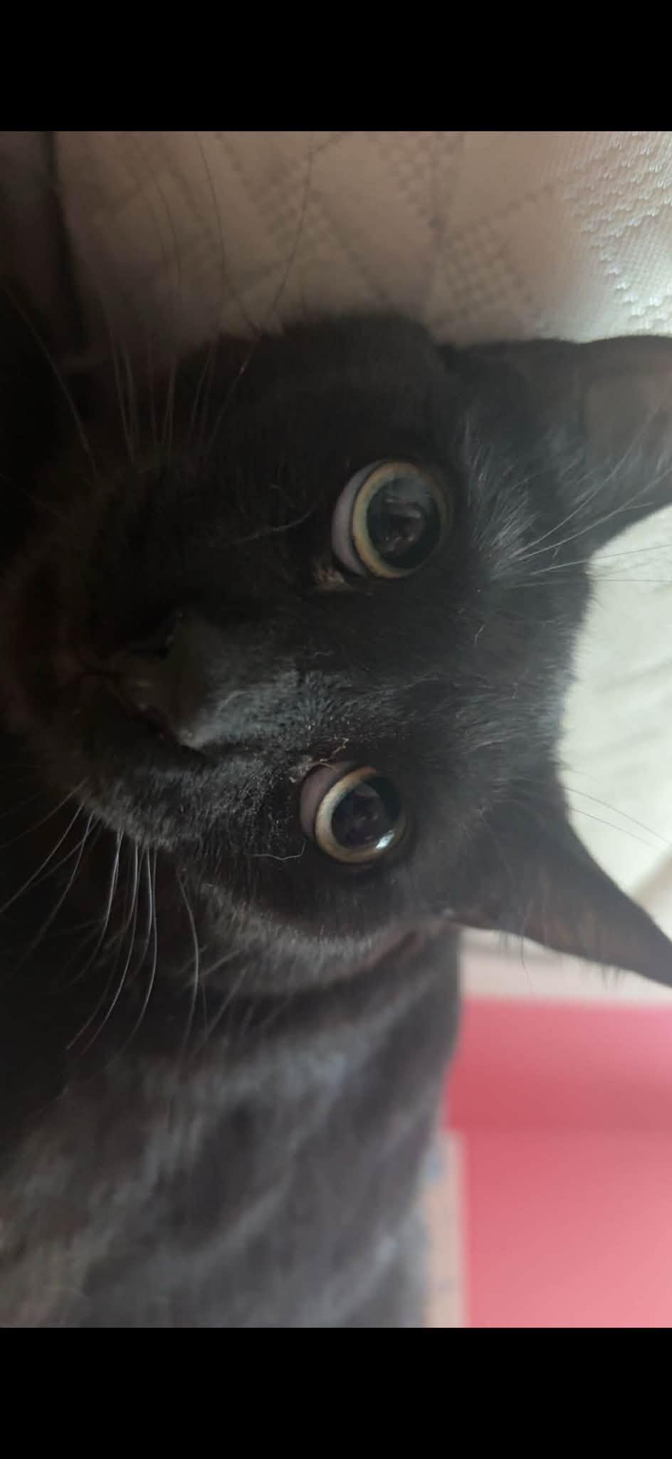 Enlarge Tatiana, a Adoptable Domestic Short Hair in Spencerville, ON image 3/3